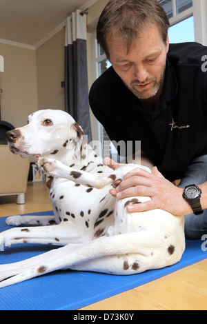 Ein Hund Osteopath behandelt ein brauner Dalmatiner, Maasbuell, Deutschland Stockfoto