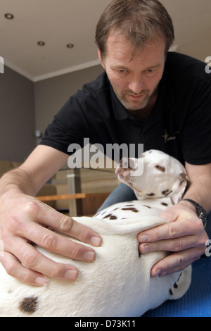 Ein Hund Osteopath behandelt ein brauner Dalmatiner, Maasbuell, Deutschland Stockfoto