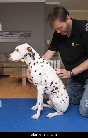 Ein Hund Osteopath behandelt ein brauner Dalmatiner, Maasbuell, Deutschland Stockfoto