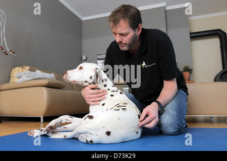 Ein Hund Osteopath behandelt ein brauner Dalmatiner, Maasbuell, Deutschland Stockfoto