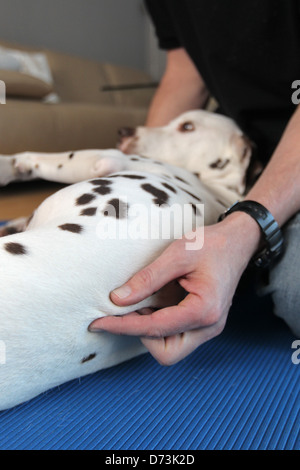 Ein Hund Osteopath behandelt ein brauner Dalmatiner, Maasbuell, Deutschland Stockfoto