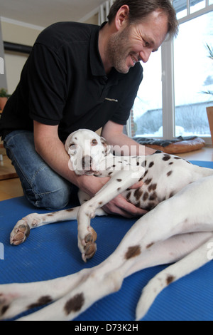 Ein Hund Osteopath behandelt ein brauner Dalmatiner, Maasbuell, Deutschland Stockfoto