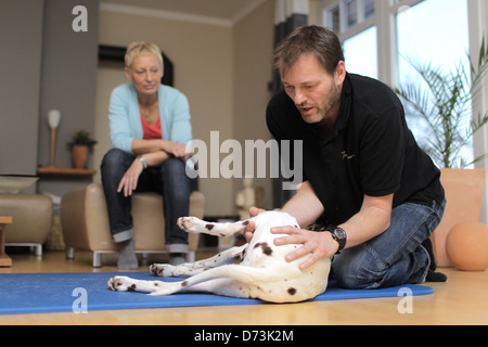 Ein Hund Osteopath behandelt ein brauner Dalmatiner bei einem Hausbesuch, Maasbuell, Deutschland Stockfoto