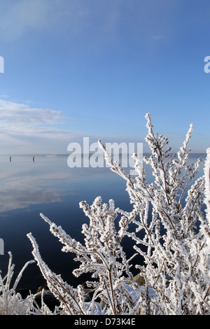 Glücksburg, Deutschland, Raureif auf einem Busch auf der Flensburger Förde Stockfoto