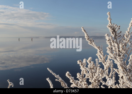 Glücksburg, Deutschland, Raureif auf einem Busch auf der Flensburger Förde Stockfoto