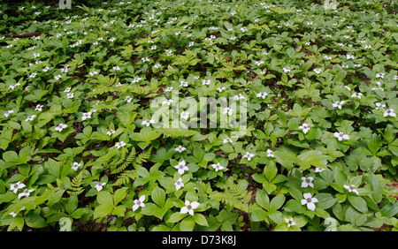 Teppich aus Bunchberry Cornus Canadensis auf Waldboden im westlichen Kanada Wald Westliche Hemlocktanne und western redcedar Stockfoto