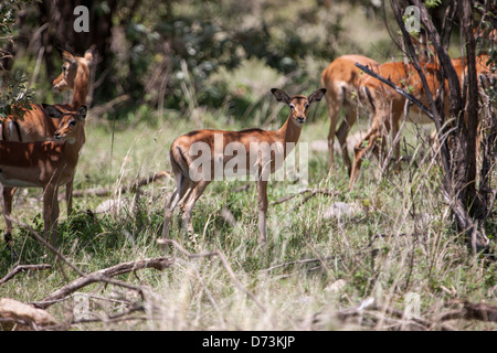 Eine Herde Impala weidet ruhig zwischen den dichten Büschen der afrikanischen Savanne und fügt sich in ihren natürlichen Lebensraum mit Agilität und Anmut ein. Stockfoto