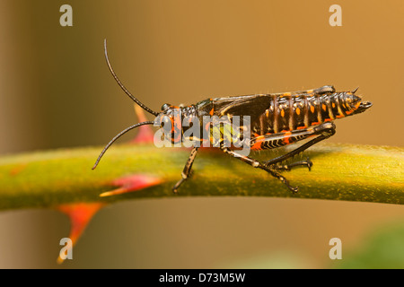 Eine riesige Heuschrecke Stockfoto