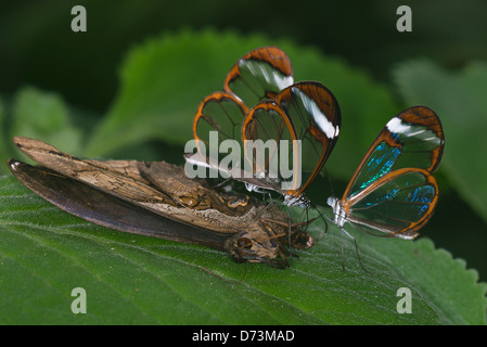 Clearwing Schmetterlinge ernähren sich von Toten Schmetterling Stockfoto