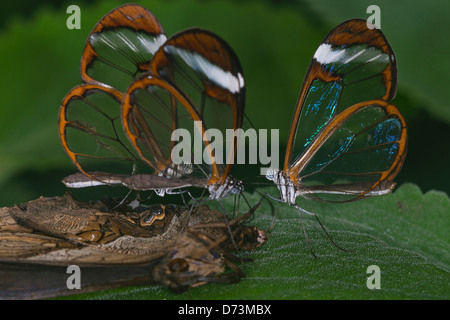 Clearwing Schmetterlinge ernähren sich von Toten Schmetterling Stockfoto