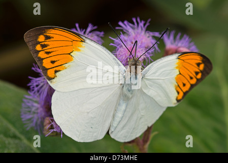 Eine große Orange Tipp Schmetterling Fütterung Stockfoto