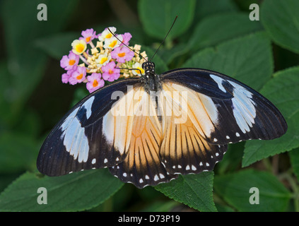 Eine afrikanische Schwalbenschwanz Schmetterling Fütterung Stockfoto