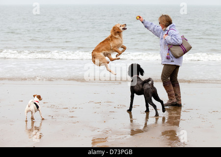 Hund springt auf und spielt mit seinem Besitzer während des Gehens auf Holkham Beach, Norfolk, Großbritannien Stockfoto