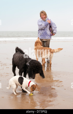 Eine Frau mit drei Hunden zu Fuß auf den Strand, Holkham Beach, North Norfolk UK Stockfoto