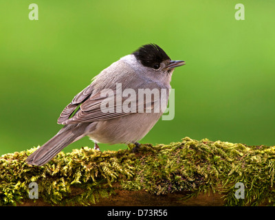 Männliche Mönchsgrasmücke thront auf Ast Stockfoto