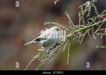 Mönchsgrasmücke, Sylvia Atricapilla, alleinstehende Frau auf Ast, Warwickshire, April 2013 Stockfoto