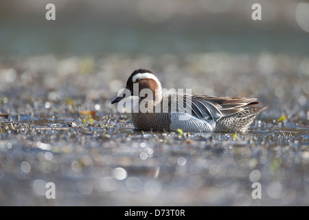 Garganey, Anas Querquedula, einzelnes Männchen auf dem Wasser, Warwickshire, April 2013 Stockfoto