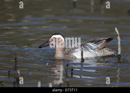 Garganey, Anas Querquedula, einzelnes Männchen auf dem Wasser, Warwickshire, April 2013 Stockfoto