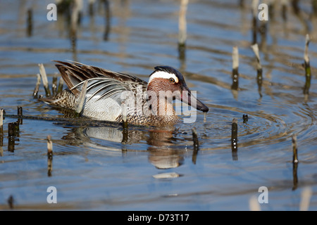 Garganey, Anas Querquedula, einzelnes Männchen auf dem Wasser, Warwickshire, April 2013 Stockfoto