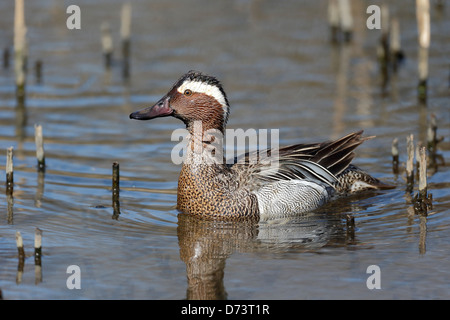 Garganey, Anas Querquedula, einzelnes Männchen auf dem Wasser, Warwickshire, April 2013 Stockfoto