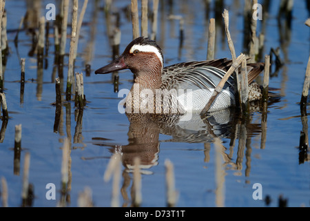 Garganey, Anas Querquedula, einzelnes Männchen auf dem Wasser, Warwickshire, April 2013 Stockfoto