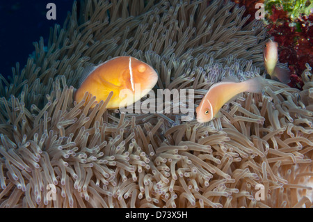 Ein man Augen rosa Anemonenfische schwimmt in der anemone Stockfoto