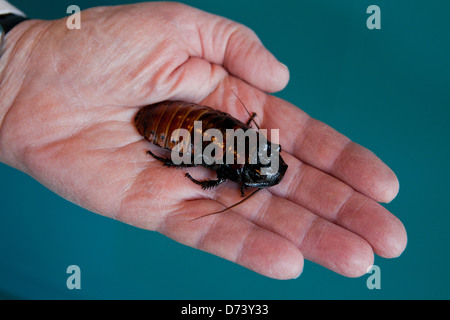 Madagaskar Zischen Schabe (Gromphadorhina Portentosa) in der hand Stockfoto