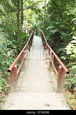 Wanderweg im Wald des Khao Yai Nationalpark in Thailand Stockfoto