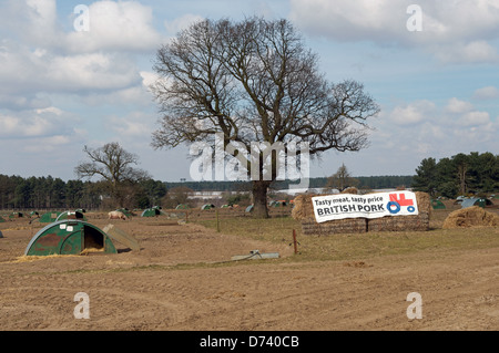 Britische Schweinefleisch roten Traktor Logo auf einer Schweinefarm in Suffolk Stockfoto