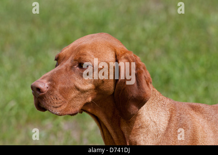 Ungarische Vizsla Jagdhund Stockfoto