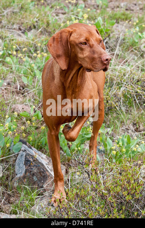 Ungarische Vizsla Jagdhund auf Ziff. Stockfoto