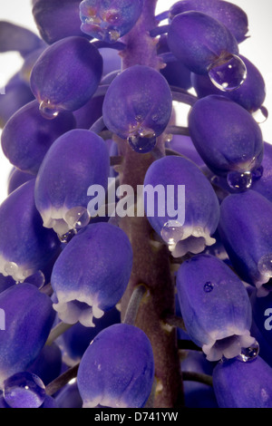 Wassertropfen in einem Frühling Trauben Hyazinthe Stockfoto