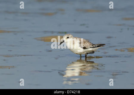 Sanderling (Calidris Alba) auf Nahrungssuche Stockfoto