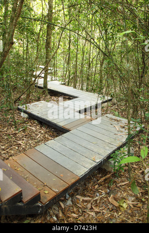 Holzsteg im Wald, Nationalpark Khao Yai, Thailand Stockfoto