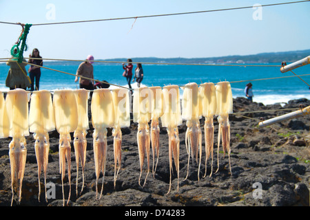 Tintenfisch, Trocknung an einem Strand. Stockfoto