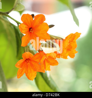 Nahaufnahme des schönen Cordia Sebestena (Geiger Tree) Stockfoto