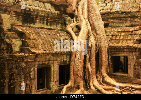 Ta Prohm Tempel, Angkor Gebiet, Siem Reap, Kambodscha Stockfoto