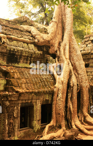 Ta Prohm Tempel, Angkor Gebiet, Siem Reap, Kambodscha Stockfoto