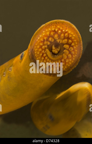 Meerneunauge (Petromyzon Marinus), Cayuga Lake, New York, parasitische Neunaugen auf atlantische Küsten von Europa und Nordamerika gefunden Stockfoto