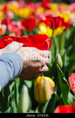 Tulpe Blumen auf Boston Common Stockfoto