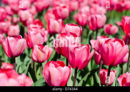 Tulpe Blumen auf Boston Common Stockfoto