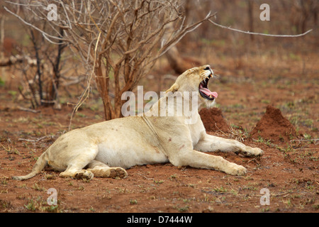 Eine Löwin Gähnen im Kruger National Park, Südafrika. Stockfoto