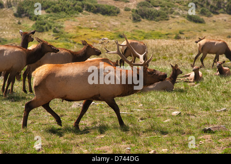 Ein Stier Elch ist hallten, versucht, andere Männchen von seiner Herde der weibliche Elche zu erschrecken. Stockfoto