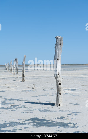 Rustikale verwitterte alten gebleicht weiß Zaunpfosten auf trockenen heißen trockenen Landschaft Stockfoto