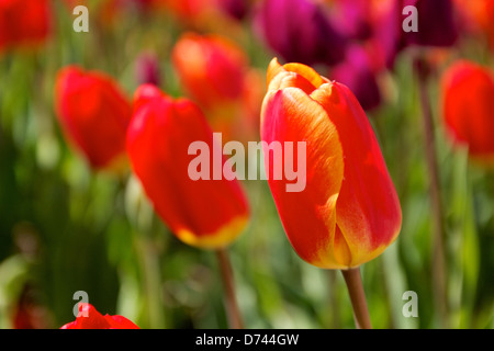 Rote und gelbe bunte Tulpe. Stockfoto