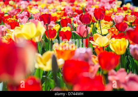 Tulpe Blumen auf Boston Common Stockfoto