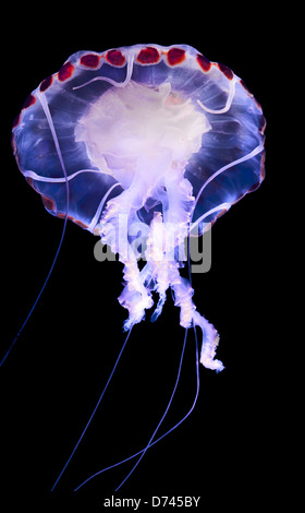 Eine auffallende Jpurple-gestreiften Ellyfish (Chrysaora Colorata) an das Monterey Bay Aquarium, CA USA Stockfoto