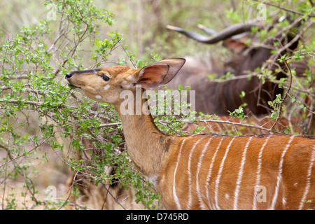 Ein weiblicher Nyala Surfen im Kruger National Park, Südafrika. Stockfoto