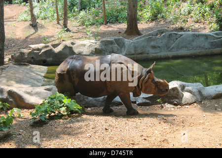 Ein hornlosen indische einen gehörnten Nashorn zu Fuß neben dem künstlichen Teich in einem Zoo in Kerala, Indien Stockfoto