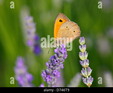 Lavendel auf Insel Hvar Kroatien, Wiese braun Schmetterling (Maniola Jurtina) Stockfoto